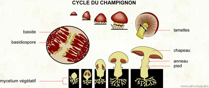 Cycle du champignon
